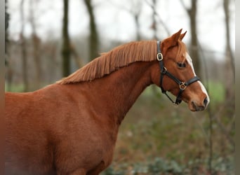 Welsh-B, Giumenta, 9 Anni, 136 cm