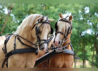 Welsh-B, Hengst, 11 Jaar, 136 cm, Palomino