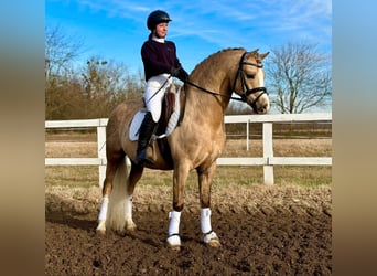 Welsh-B, Hengst, 11 Jaar, 136 cm, Palomino