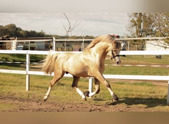 Welsh-B, Hengst, 11 Jaar, 136 cm, Palomino