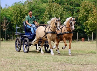 Welsh-B, Hengst, 11 Jaar, 136 cm, Palomino
