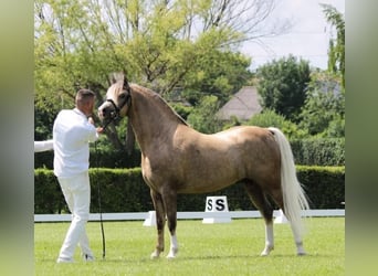Welsh-B, Hengst, 11 Jahre, 136 cm, Palomino