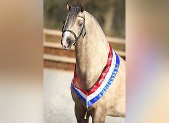 Welsh-B, Hengst, 11 Jahre, 136 cm, Palomino
