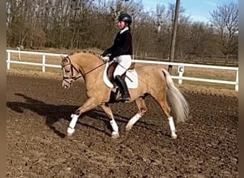 Welsh-B, Hengst, 11 Jahre, 136 cm, Palomino