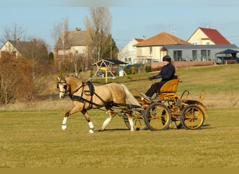Welsh-B, Hengst, 11 Jahre, 136 cm, Palomino