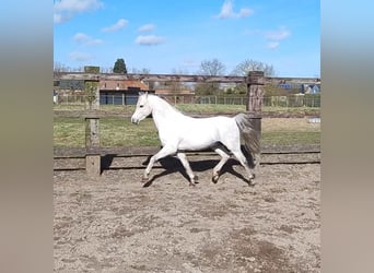 Welsh-B, Hengst, 12 Jaar, 130 cm, Schimmel