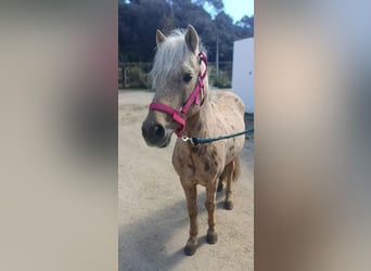Welsh-B Mix, Hengst, 12 Jahre, 127 cm, Palomino