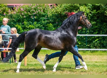 Welsh-B, Hengst, 12 Jahre, 133 cm, Dunkelbrauner
