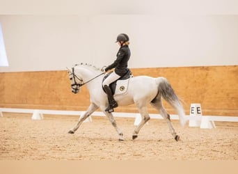 Welsh-B, Hengst, 13 Jaar, 130 cm, Schimmel