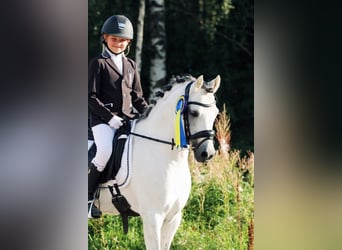 Welsh-B, Hengst, 13 Jahre, 130 cm, Schimmel