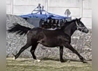 Welsh-B Mix, Hengst, 1 Jaar, 115 cm, Zwartbruin