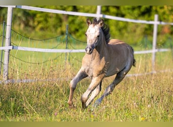 Welsh-B, Hengst, 1 Jaar, 130 cm, Falbe