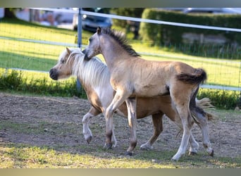 Welsh-B, Hengst, 1 Jaar, 130 cm, Falbe