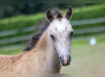 Welsh-B, Hengst, 1 Jaar, 130 cm, Falbe