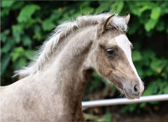 Welsh-B, Hengst, 1 Jaar, 134 cm, Palomino