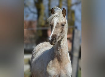 Welsh-B, Hengst, 1 Jaar, 137 cm, Palomino