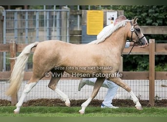 Welsh-B, Hengst, 1 Jaar, Vos