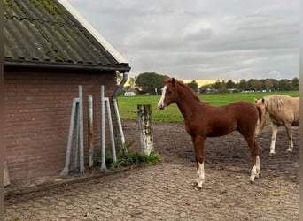 Welsh-B, Hengst, 1 Jaar, Vos
