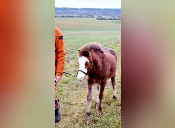 Welsh-B, Hengst, 1 Jahr, 125 cm, Dunkelfuchs