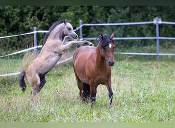 Welsh-B, Hengst, 1 Jahr, 130 cm, Falbe