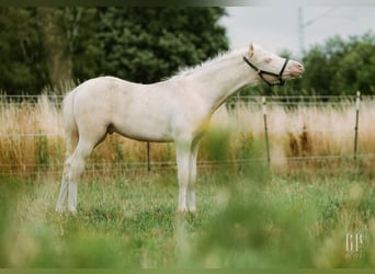 Welsh-B, Hengst, 1 Jahr, 132 cm, Perlino