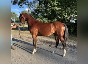 Welsh-B, Hengst, 1 Jahr, 135 cm, Brauner