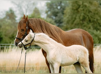 Welsh-B, Hengst, 1 Jahr, 135 cm, Palomino
