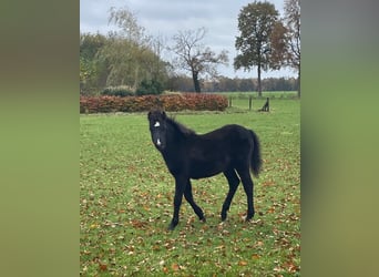 Welsh-B, Hengst, 1 Jahr, 135 cm, Rappe