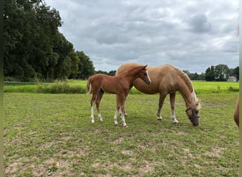 Welsh-B, Hengst, 1 Jahr, Fuchs