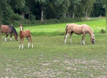Welsh-B, Hengst, 1 Jahr, Fuchs