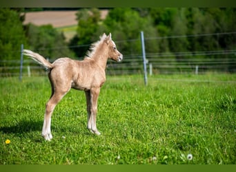 Welsh-B, Hengst, 1 Jahr, Kann Schimmel werden