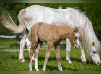 Welsh-B, Hengst, 1 Jahr, Kann Schimmel werden