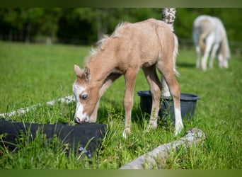 Welsh-B, Hengst, 1 Jahr, Kann Schimmel werden