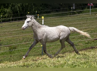 Welsh-B, Hengst, 1 Jahr, Schimmel