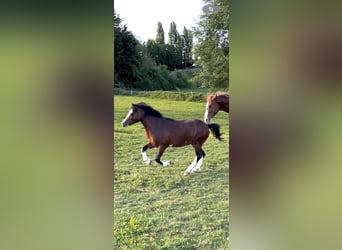 Welsh-B, Hengst, 2 Jaar, 120 cm, Roodbruin