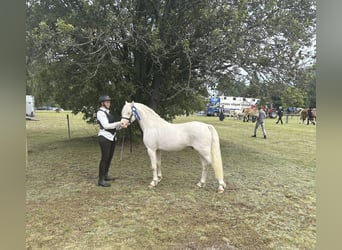 Welsh-B, Hengst, 2 Jaar, 128 cm, Cremello