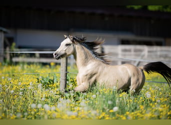 Welsh-B, Hengst, 2 Jaar, 133 cm, Falbe