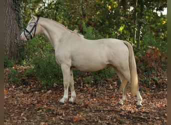 Welsh-B, Hengst, 2 Jahre, 125 cm, Cremello