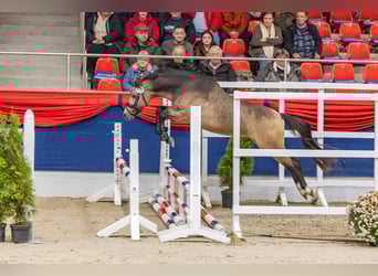 Welsh-B, Hengst, 2 Jahre, 128 cm, Buckskin