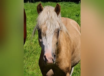 Welsh-B, Hengst, 2 Jahre, 130 cm, Palomino