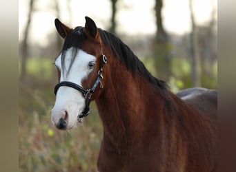 Welsh-B, Hengst, 2 Jahre, 131 cm, Brauner