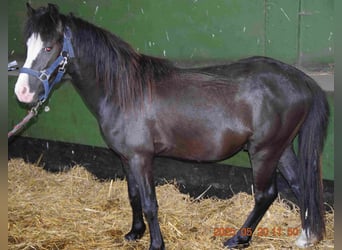 Welsh-B, Hengst, 2 Jahre, Rappe