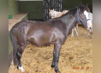 Welsh-B, Hengst, 2 Jahre, Rappe