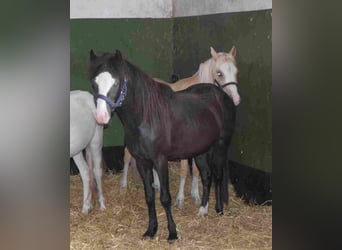 Welsh-B, Hengst, 2 Jahre, Rappe