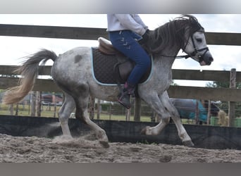 Welsh-B, Hengst, 3 Jaar, 120 cm, Schimmel