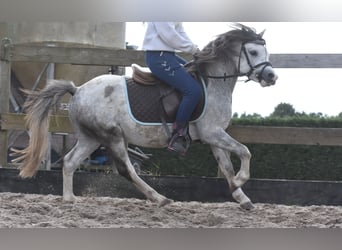 Welsh-B, Hengst, 3 Jaar, 120 cm, Schimmel