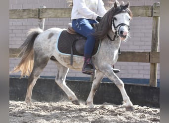 Welsh-B, Hengst, 3 Jaar, 120 cm, Schimmel