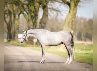 Welsh-B, Hengst, 3 Jaar, 124 cm, Schimmel