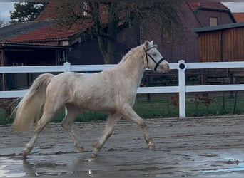 Welsh-B, Hengst, 3 Jaar, 125 cm, Perlino