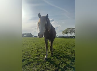 Welsh-B, Hengst, 3 Jaar, 130 cm